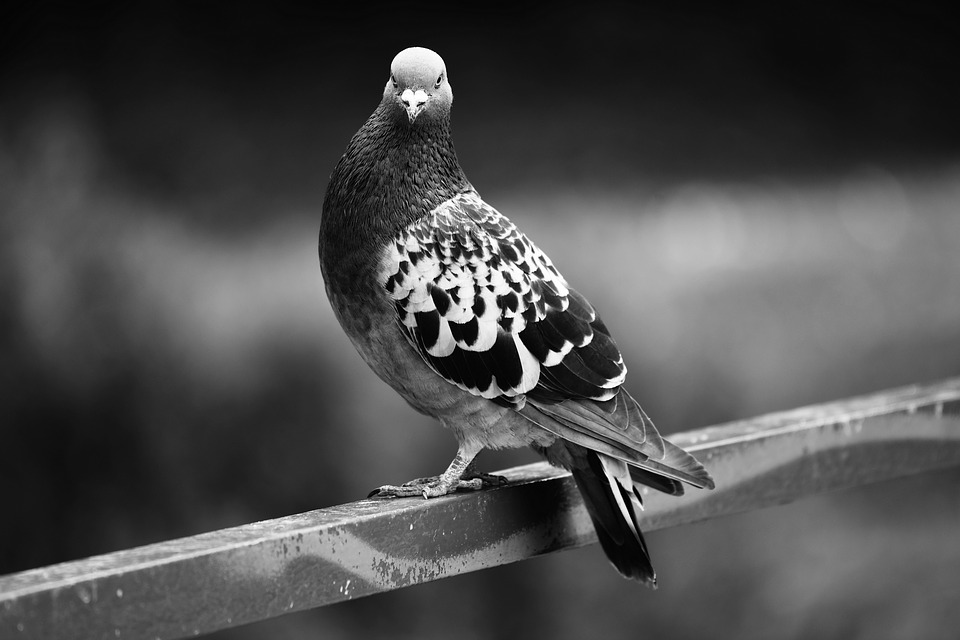 Pics anti pigeons et oiseaux, lot de 10 ⋆ Lehner Versand