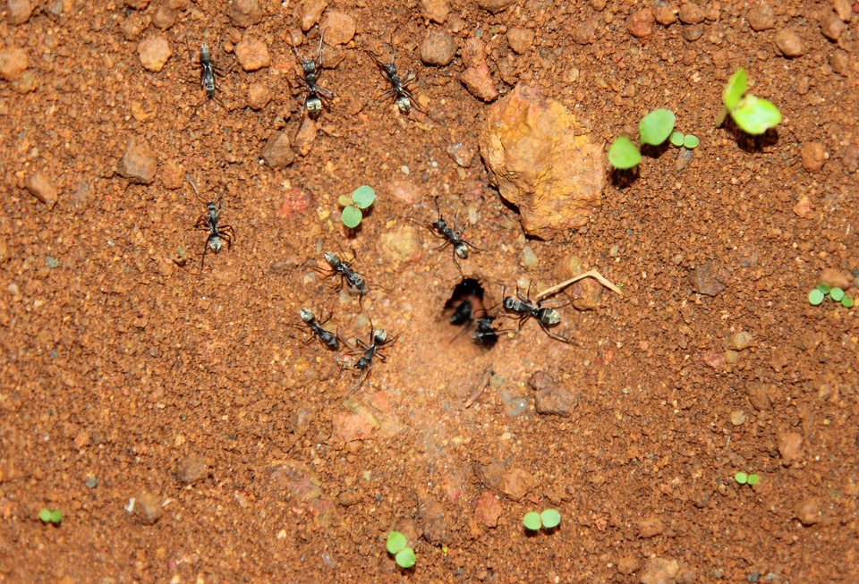 désinsectisation fourmis
