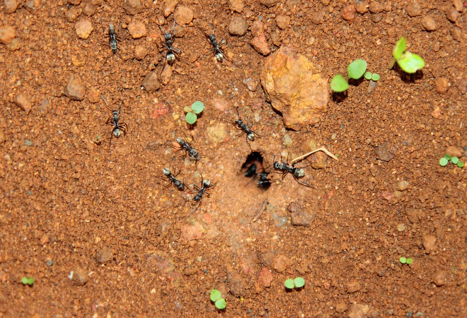 Entreprise Traitement Fourmis  Extermination par Des Experts