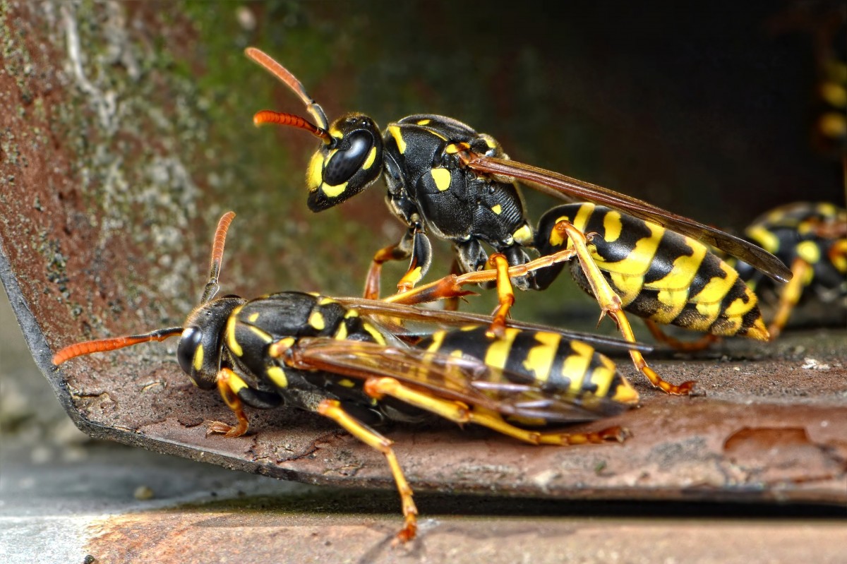 nids de guêpes et frelons